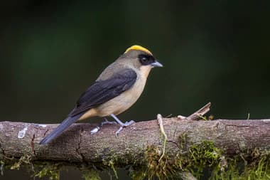 Foto de Tié de Topete (Trichothraupis melanops)