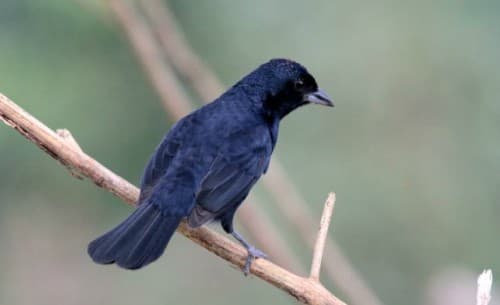 Foto de Tié Preto (Tachyphonus coronatus)