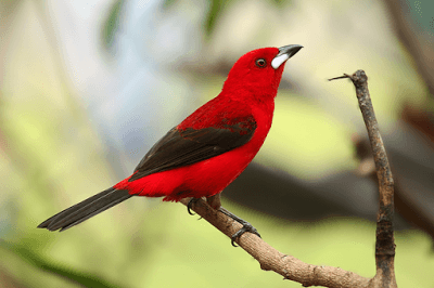 Foto de Tié Sangue (Ramphocelus bresilius)
