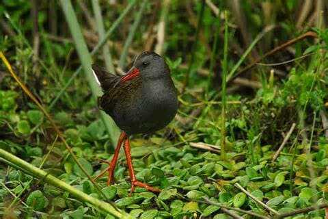 Foto de Tingua Bogotana (Rallus semiplumbeus)