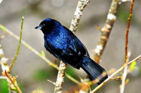 Foto de Tiziu (Volatinia jacarina)