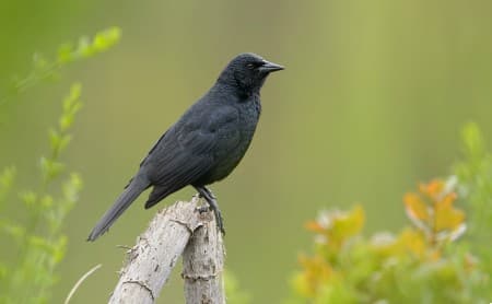 Foto de Tordo Patagón (Curaeus curaeus)