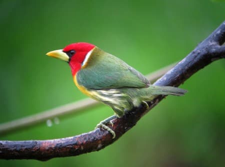 Foto de Torito Cabecirrojo (Eubucco bourcierii)