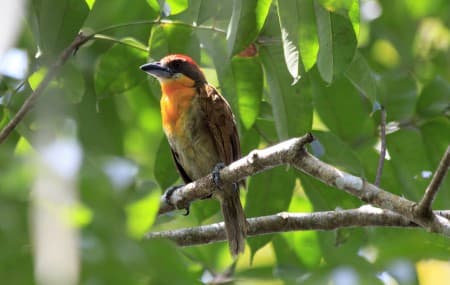 Foto de Torito Coronado (Oryzoborus atrirostris)