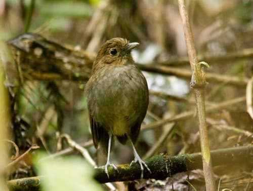 Foto de Tororoí de Urrao (Grallaria urraoensis)