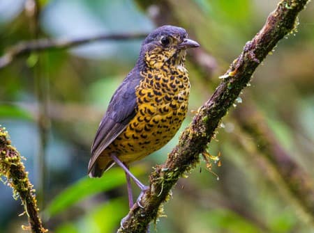 Foto de Tororoi Ondeado (Grallaria squamigera)