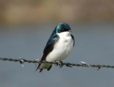 Foto de Tree Swallow (Tachycineta bicolor)