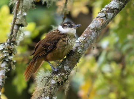 Foto de Trepamusgos Barbablanca Andino (Syndactyla subalaris)