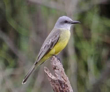 Foto de Tropical Kingbird (Tyrannus melancholicus)