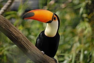 Foto de Tucano-Toco (Ramphastos toco)