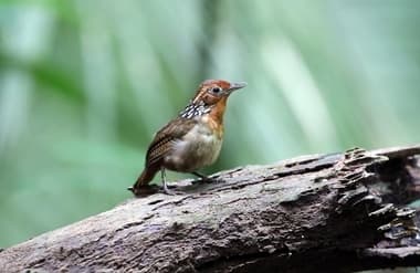 Foto de Uirapuru (Cyphorhinus arada)