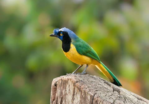 Foto de Urraca Verde (Cyanocorax yncas)