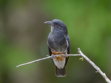 Foto de Urubuzinho (Cathartes aura)