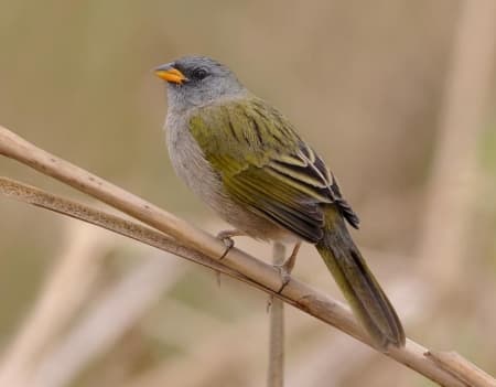 Foto de Verdón (Embernagra platensis)