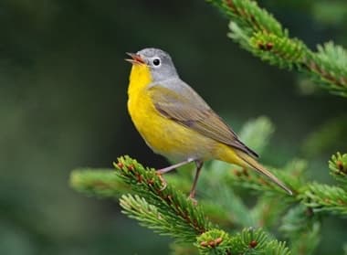 Foto de Virginia Warbler (Leiothlypis virginiae)