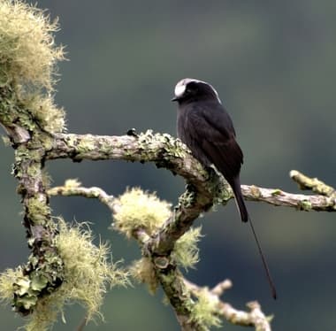 Foto de Viuvinha (Fluvicola nengeta)
