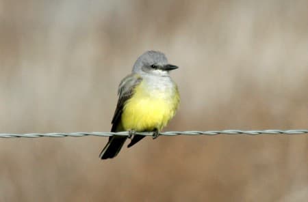 Foto de Western Kingbird (Tyrannus verticalis)