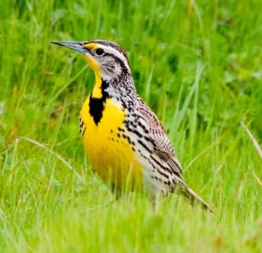 Foto de Western Meadowlark (Sturnella neglecta)