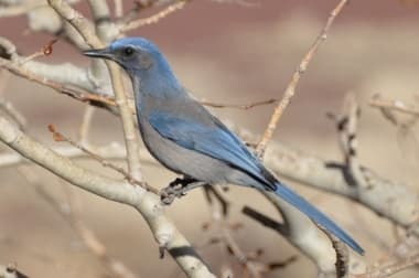 Foto de Western Scrub Jay (Aphelocoma californica)