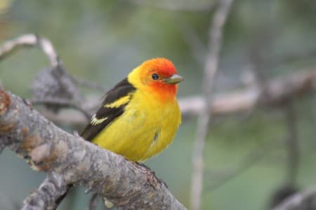 Foto de Western Tanager (Piranga ludoviciana)