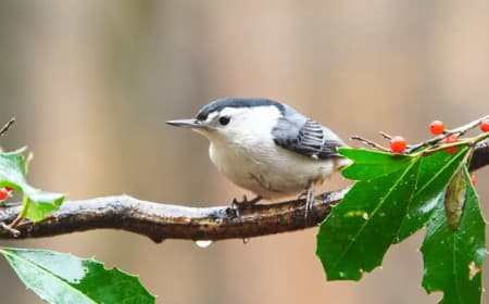 Foto de White-Breasted Nuthatch (Sitta carolinensis)