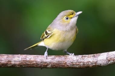 Foto de White Eyed Vireo (Vireo griseus)