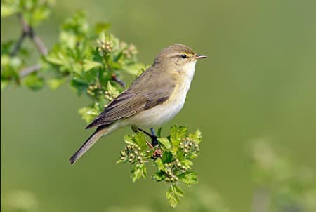 Foto de Willow Warbler (Phylloscopus trochilus)