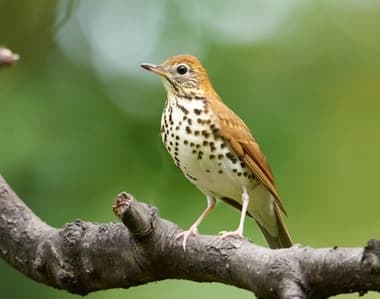 Foto de Wood Thrush (Hylocichla mustelina)