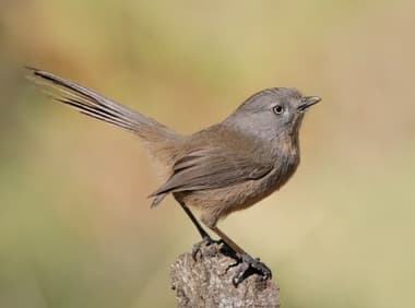 Foto de Wrentit (Chamaea fasciata)