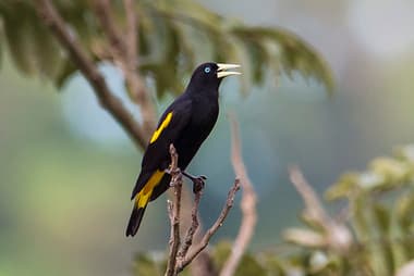 Foto de Xexéu (Cacicus cela)