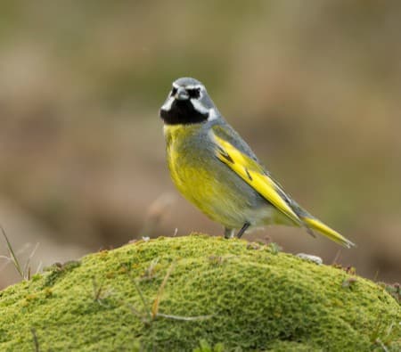 Foto de Yal Cejiblanco (Melanodera melanodera)