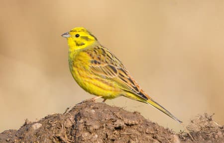 Foto de Yellowhammer (Emberiza citrinella)