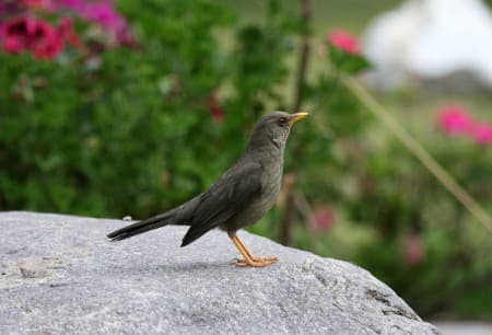 Foto de Zorzal Chiguanco (Turdus chiguanco)