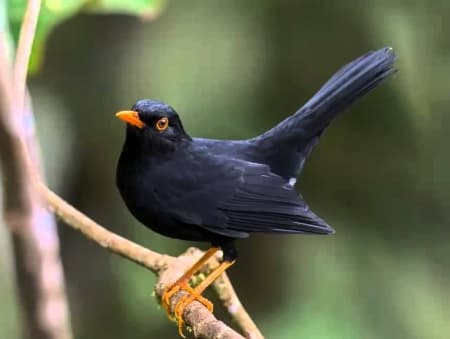 Foto de Zorzal Negro (Turdus serranus)